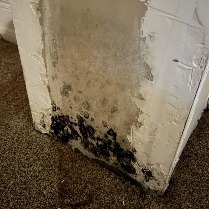 Professional Mold Removal in East Griffin, GA